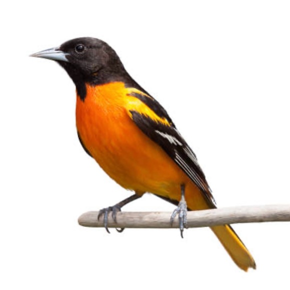 🎉HP🎉Cedar Oriole Feeder, Handmade with hook and metal jelly holder. - Picture 6 of 16